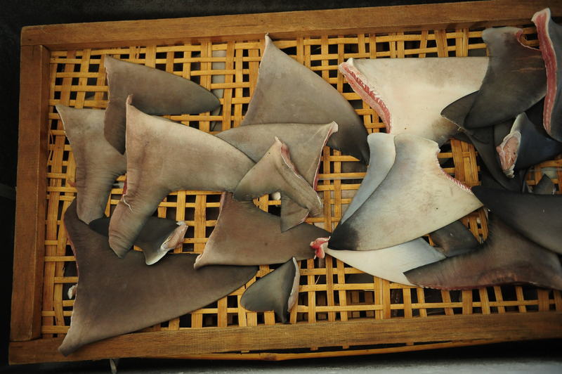 Illustration for article titled Why some conservationists take issue with 'Shark Week'